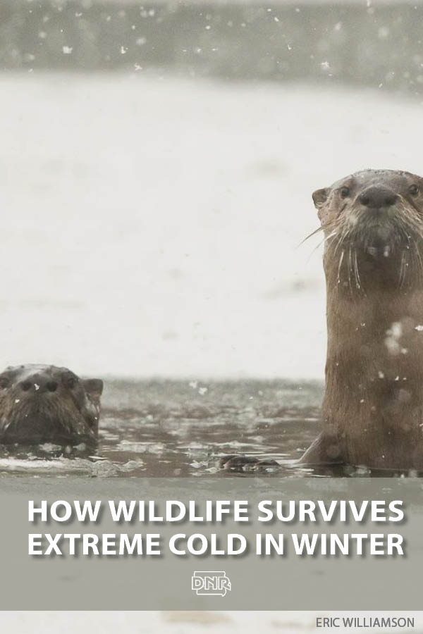 How does wildlife survive brutal cold and winter storms? | Iowa DNR